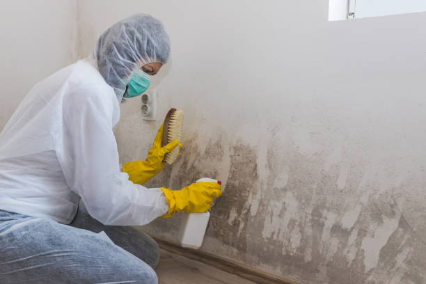 Best Asbestos and Lead Testing During Mold Inspection  in Jemison, AL