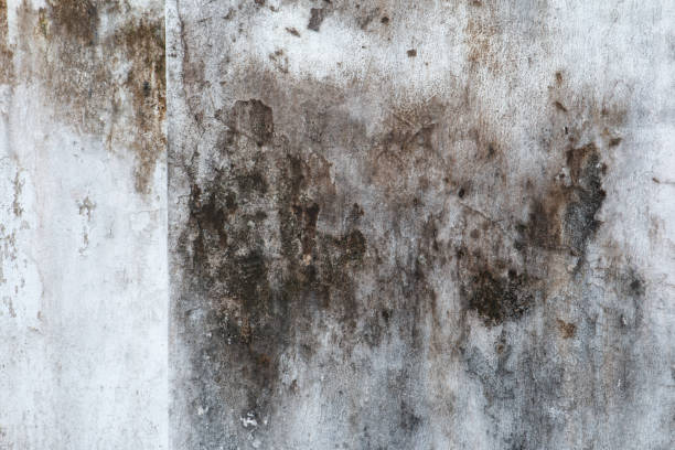 Best Real Estate Mold Inspection  in Jemison, AL