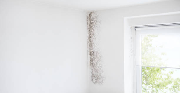 Best Mold Odor Removal Services  in Jemison, AL