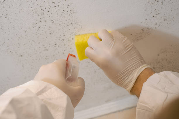 Best Emergency Mold Remediation  in Jemison, AL