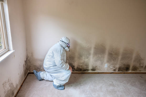 Best Mold Prevention Services  in Jemison, AL