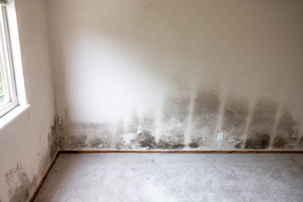 Forensic Mold Investigation in Jemison, AL